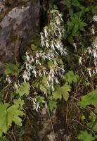 Saxifrage d'automne