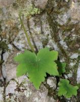 Saxifrage d'automne