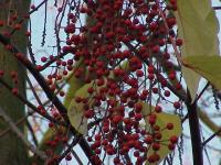 Idesia polycarpa