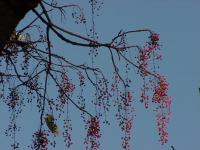 Idesia polycarpa