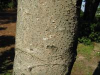 Idesia polycarpa