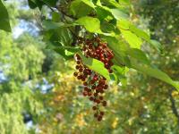 Idesia polycarpa