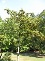 Idesia polycarpa
