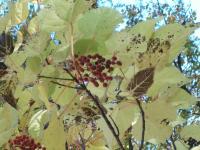 Idesia polycarpa