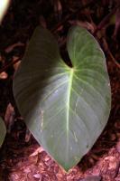 Homalomena rubescens
