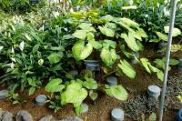 Homalomena rubescens