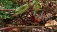 Homalomena rubescens
