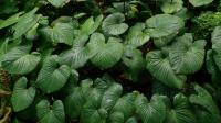 Homalomena rubescens