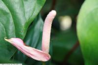 Homalomena rubescens