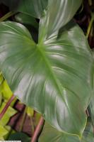 Homalomena rubescens