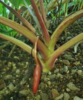 Homalomena rubescens