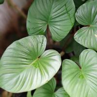 Homalomena rubescens