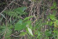 Homalomena rubescens