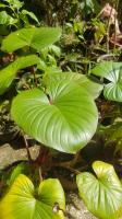 Homalomena rubescens