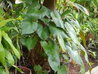 Homalomena rubescens