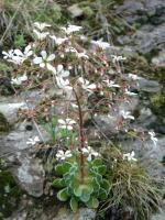 Saxifrage cotylédon