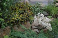 Saxifrage cotylédon