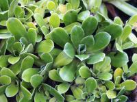 Saxifrage cotylédon