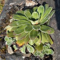 Saxifrage cotylédon