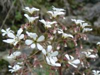 Saxifrage cotylédon