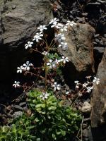 Saxifrage cotylédon