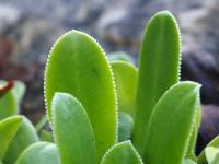 Saxifrage cotylédon