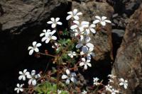 Saxifrage cotylédon