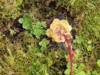 Saxifrage cotylédon