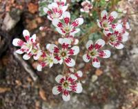 Saxifrage cotylédon