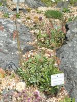 Saxifrage cotylédon