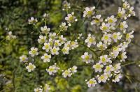 Saxifrage cotylédon