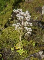 Saxifrage cotylédon
