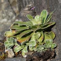 Saxifrage cotylédon