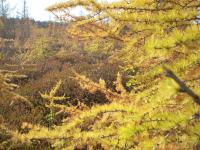 Mélèze d'Amérique