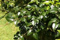 Pandoréa floribunda