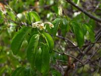 Pandoréa floribunda