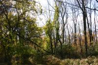 Chèvrefeuille de Maack