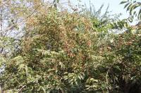 Chèvrefeuille de Maack