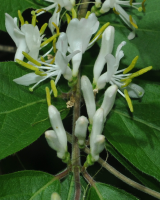 Chèvrefeuille de Maack