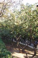 Chèvrefeuille de Maack