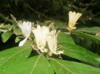 Chèvrefeuille de Maack