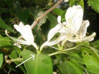 Chèvrefeuille de Maack