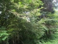 Chèvrefeuille de Maack