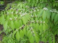 Chèvrefeuille de Maack