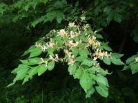 Chèvrefeuille de Maack