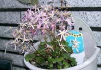 Saxifrage de Fortune