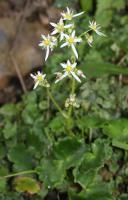 Saxifrage de Fortune
