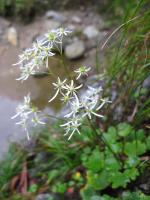 Saxifrage de Fortune
