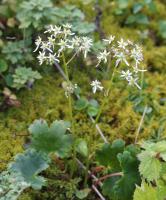 Saxifrage de Fortune