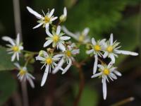Saxifrage de Fortune